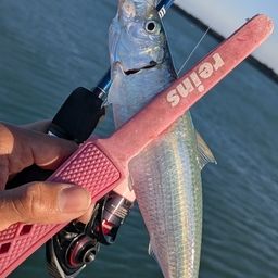 カタボシイワシ