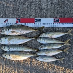 カタボシイワシ