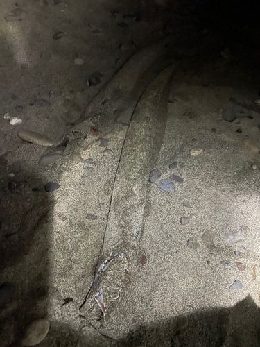 タチウオの釣果