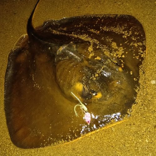 アカエイの釣果