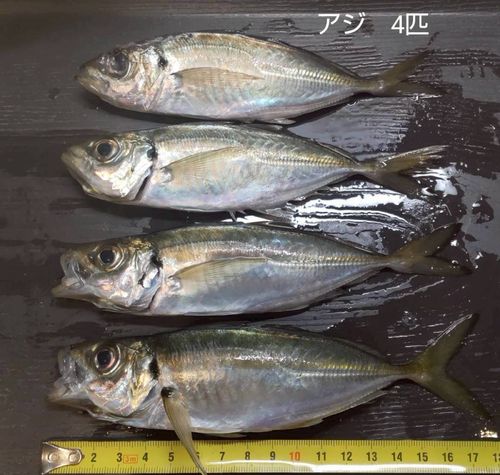 アジの釣果