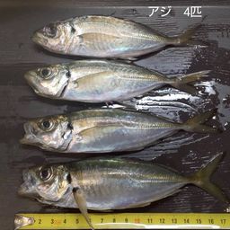 アジ