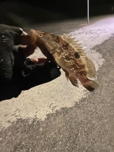 キジハタの釣果