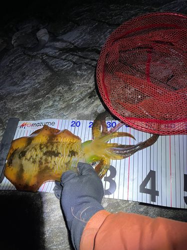 アオリイカの釣果