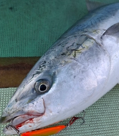 ブリの釣果