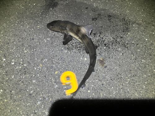 東京湾（アクアライン〜富津）