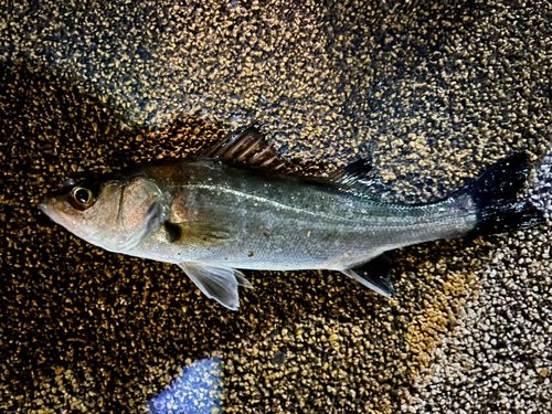 セイゴ（マルスズキ）の釣果