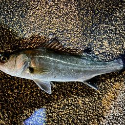 セイゴ（マルスズキ）