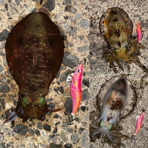 アオリイカの釣果