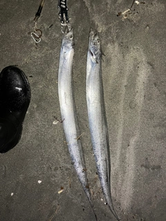 タチウオの釣果