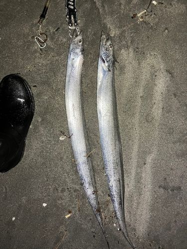 タチウオの釣果