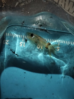 チイチイイカの釣果