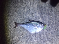 ミナミハタンポの釣果