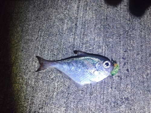 ミナミハタンポの釣果