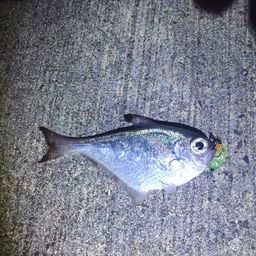 ミナミハタンポ