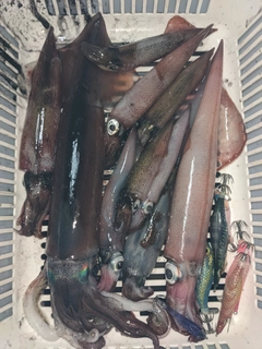 スルメイカの釣果