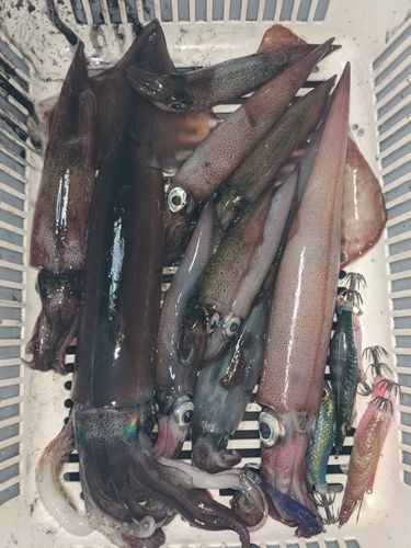 スルメイカの釣果