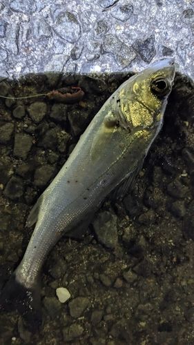 セイゴ（タイリクスズキ）の釣果