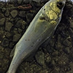 セイゴ（タイリクスズキ）