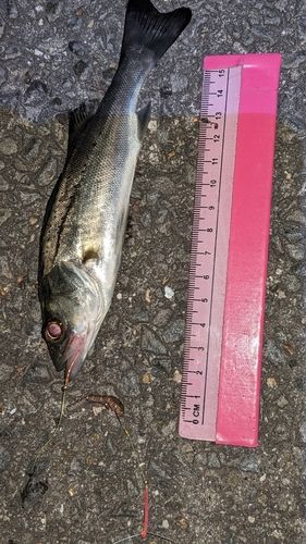 セイゴ（タイリクスズキ）の釣果