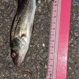 セイゴ（タイリクスズキ）