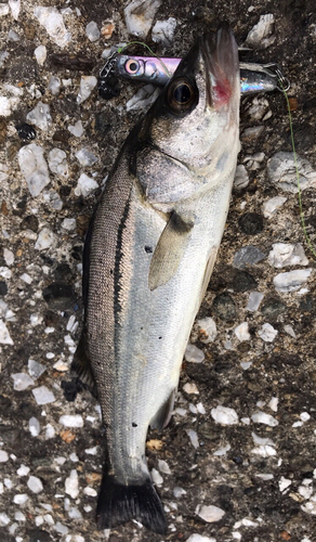 スズキの釣果