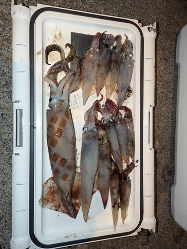 スルメイカの釣果