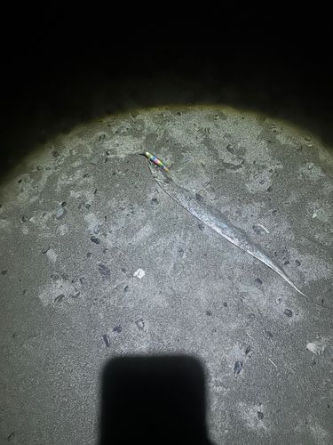 タチウオの釣果