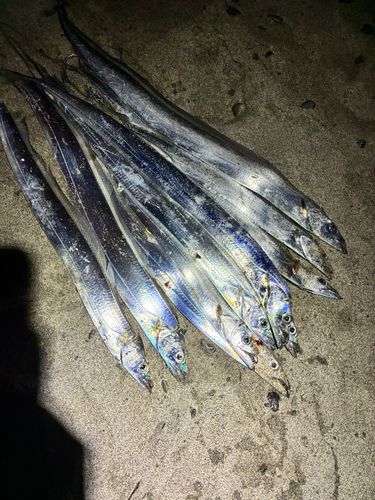 タチウオの釣果