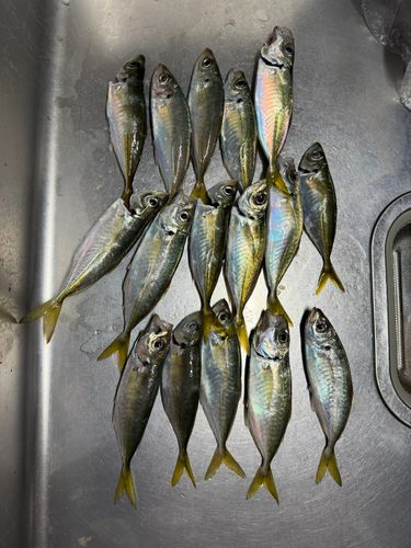 アジの釣果