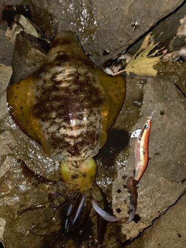 アオリイカの釣果