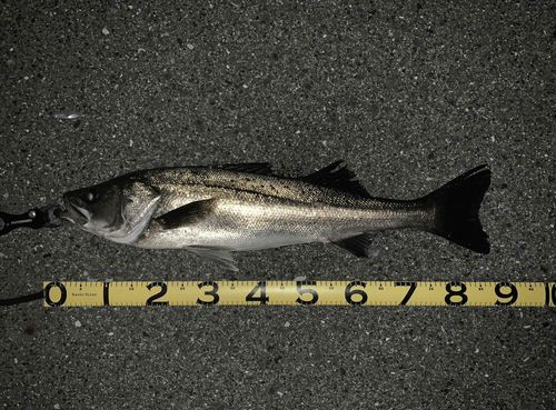 シーバスの釣果