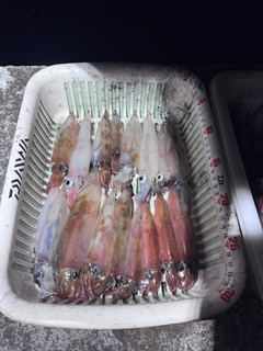 ヤリイカの釣果