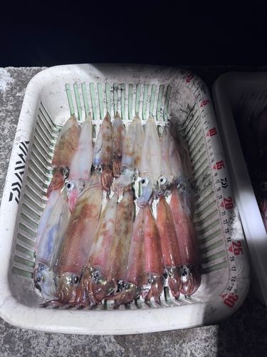 ヤリイカの釣果