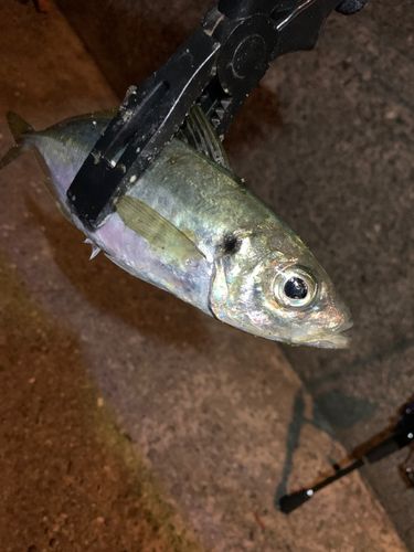 マアジの釣果