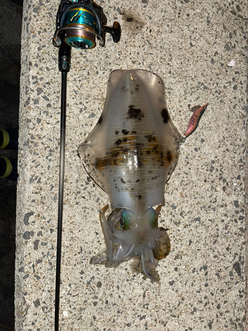 DAIWA 20エメラルダス AIR AGS 84ML-Sの最安値・インプレ・釣果 | 本音