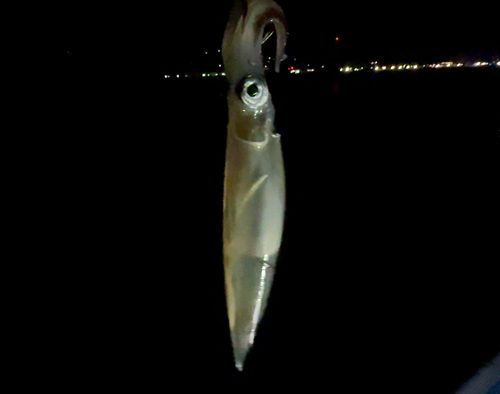 ヤリイカの釣果