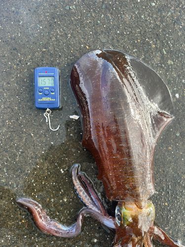 アオリイカの釣果