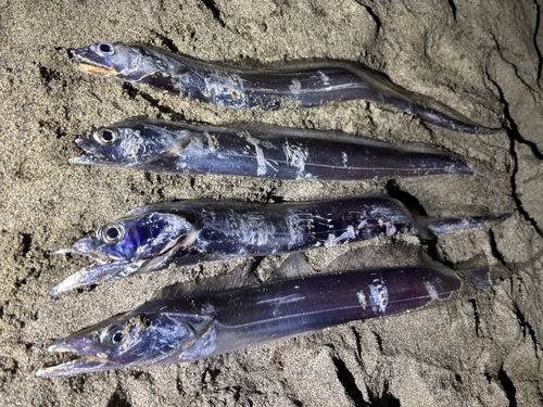 タチウオの釣果