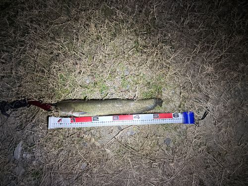 ニホンナマズの釣果