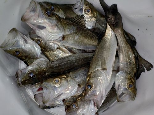 セイゴ（マルスズキ）の釣果