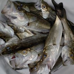 セイゴ（マルスズキ）