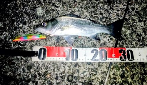 セイゴ（ヒラスズキ）の釣果