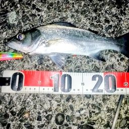 セイゴ（ヒラスズキ）