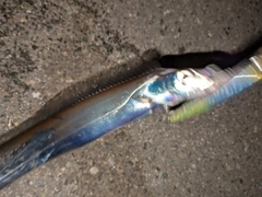 タチウオの釣果