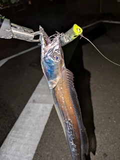 タチウオの釣果