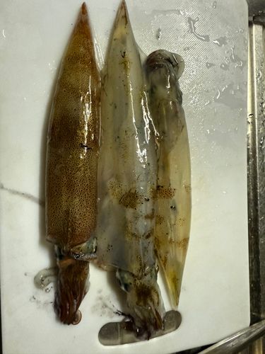 ヤリイカの釣果