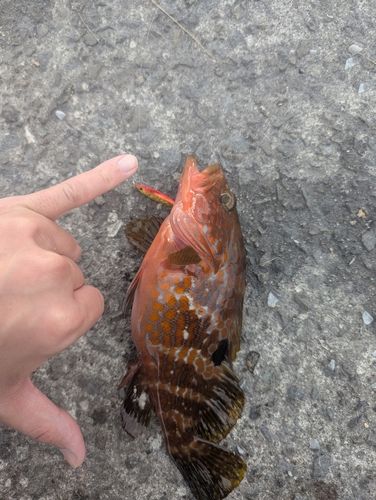 キジハタの釣果