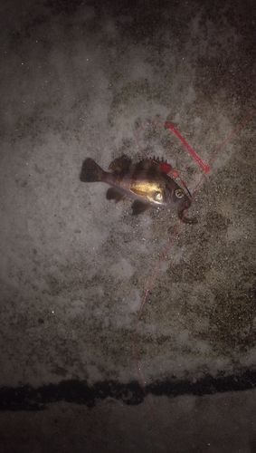 メバルの釣果