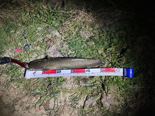 ニホンナマズの釣果